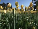 Floriade 2006