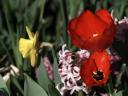 Floriade 2006