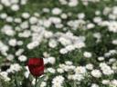 Floriade 2006